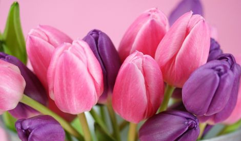 واحة المجلة

