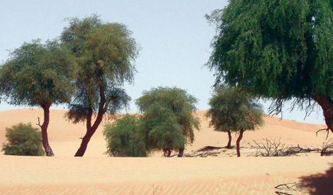 
عجائب خلق الله: النباتات الخشبية