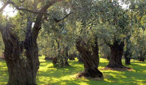 قصة قصيرة: أرض الزيتون‏