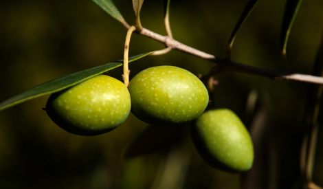 الزيتون يكافح السرطان