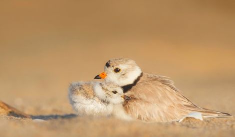 بأقلامكم: حنانيكِ أمي