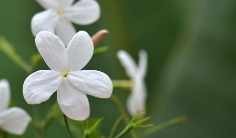 آداب ومستحبات: القنـاعة حياة طيبة