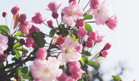 بأقلامكم: ألم الربيع