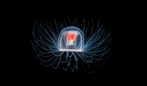 قنديـل بـحـر لا يـكـبر ولا يــموت 