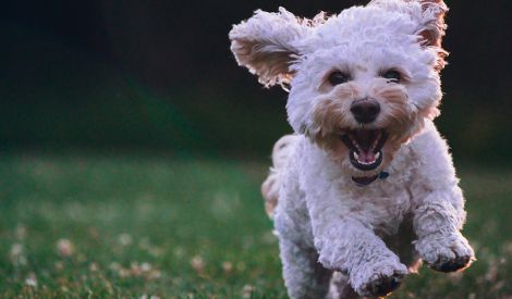  ورّثت كلبتها 30 مليوناً وابنها مليوناً واحداً