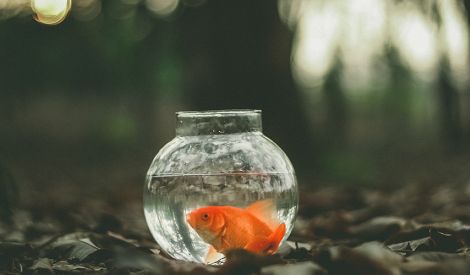 أوّل الكلام‏: ثقافة الحياة.. حقيقة الحياة