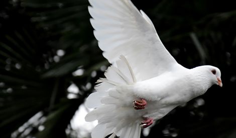 السلام الدائم قرار إنساني