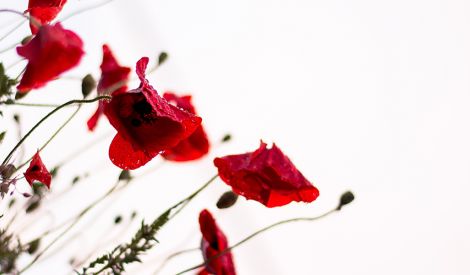 بأقلامكم: عرس الدماء