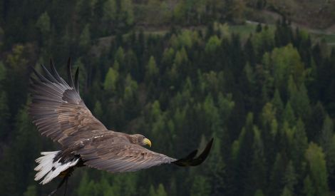 أول الكلام: ثقافة الحياة.. الحرية المضرجة