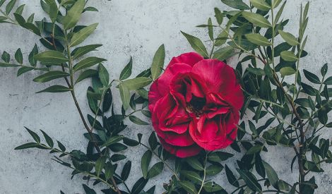 رأي علم الاجتماع: جزاء الإحسان‏