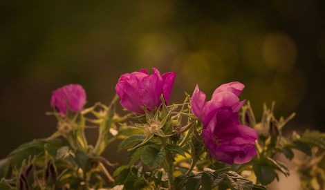 خاطرة: مهداة إلى شهداء مرجعيون