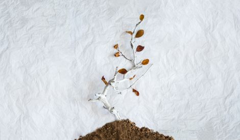 خاطرة: وثبة نمر!!