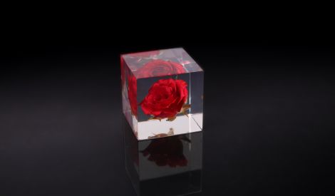 مريم أُم عيسى العابدة طهراً .. ونقاءً