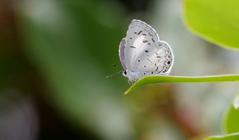 واحة المجلة