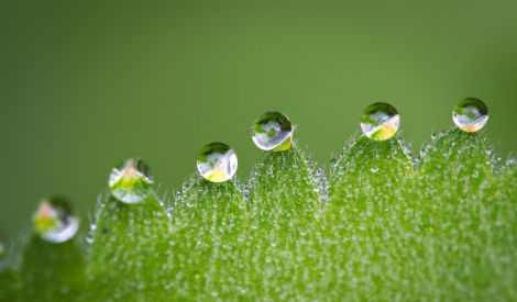 السالك والمريد