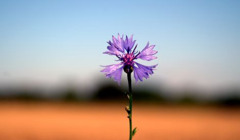 مشكاة الوحي: الرجاء
