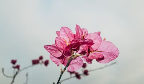 السالك والمريد