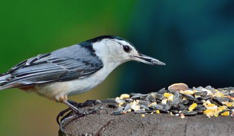 آخر الكلام: نعمة الله تحفظنا