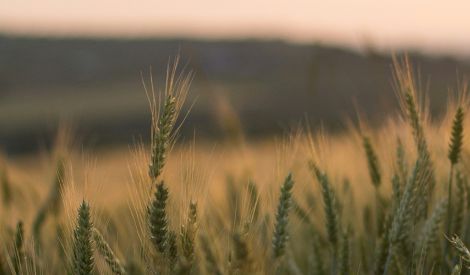 الافتتاحية | إنّما نأكل من ثمار نيّاتنا