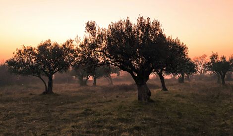 قصة | زيتٌ ثمنه دمٌ