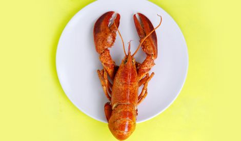 فقه الولي | من أحكام الأطعمة والأشربة