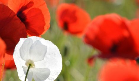 الشهادة ميراثٌ عظيم