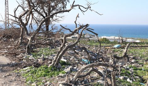 بيئة | حربٌ على الشجر أيضاً