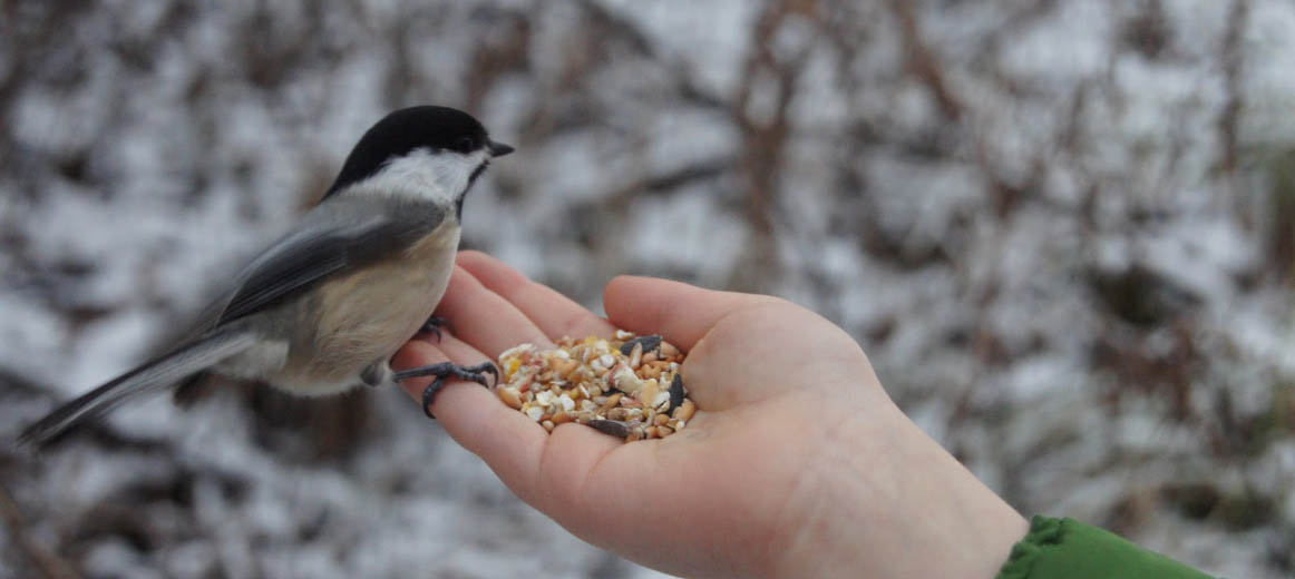 إنّما نطعمكم لوجه الله
