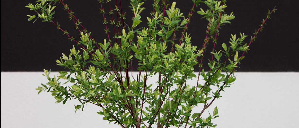 
تحقيق: الأمر بالمعروف والنهي عن المنكر الفريضة المعطّلة